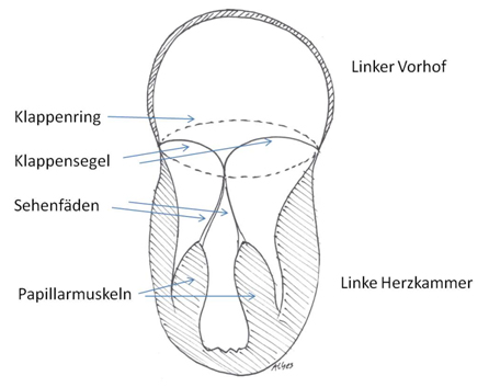 The mitral valve's components